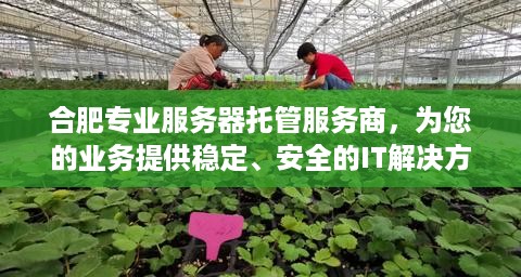 合肥专业服务器托管服务商，为您的业务提供稳定、安全的IT解决方案