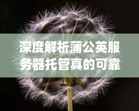 深度解析蒲公英服务器托管真的可靠吗？——揭开神秘的面纱