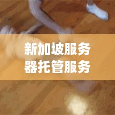 新加坡服务器托管服务，高效、安全与成本效益