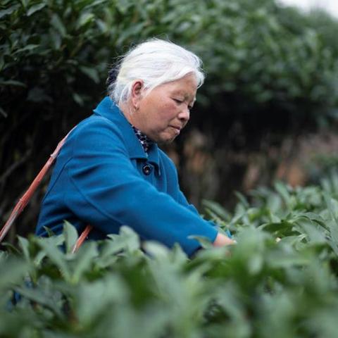 南平服务器托管服务，企业IT基础设施的坚实后盾