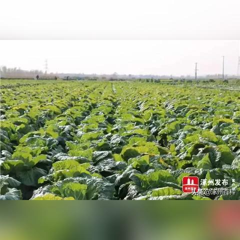 涿州服务器托管的地理与技术之辩