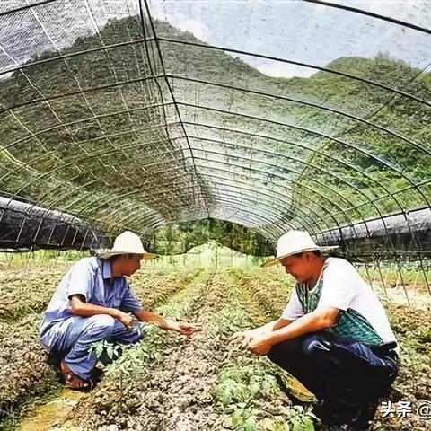 海南电脑服务器托管物理机，高效运维与稳定性能的保障