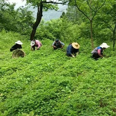 全球托管服务器供应商排名解析